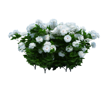 3d Render Brush Tree Isolated  on white