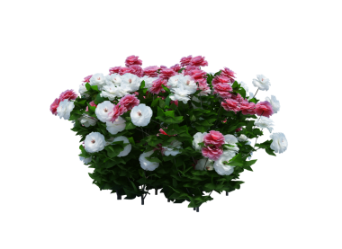 3d Render Brush Tree Isolated  on white