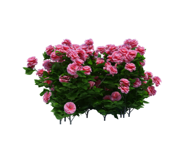 3d Render Brush Tree Isolated  on white