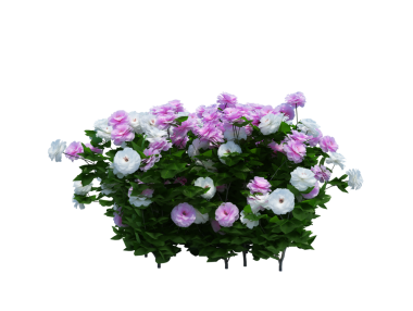 3d Render Brush Tree Isolated  on white