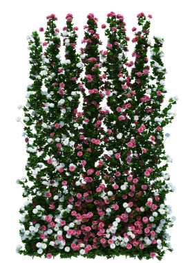 3d Render Brush Tree Isolated  on white