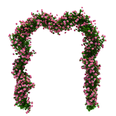 3d Render Brush Tree Isolated  on white