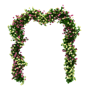 3d Render Brush Tree Isolated  on white