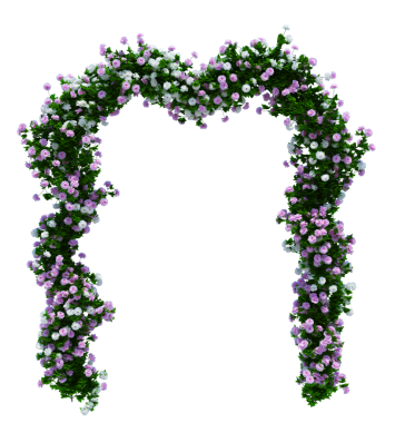 3d Render Brush Tree Isolated  on white