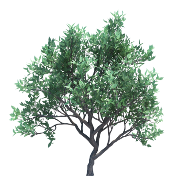 3d Render Brush Tree Isolated  on white