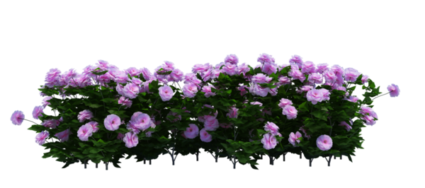 3d Render Brush Tree Isolated  on white