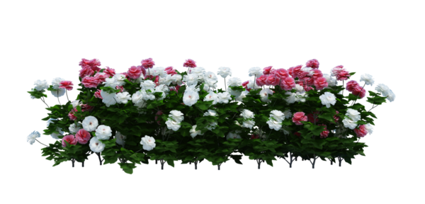 3d Render Brush Tree Isolated  on white