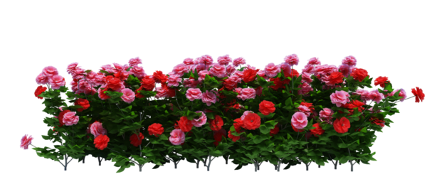 3d Render Brush Tree Isolated  on white