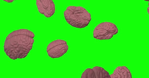 Розовый Человеческий Мозг Падает Дождь Гений Интеллекта Зеленый Экран Анимации Стоковое Видео
