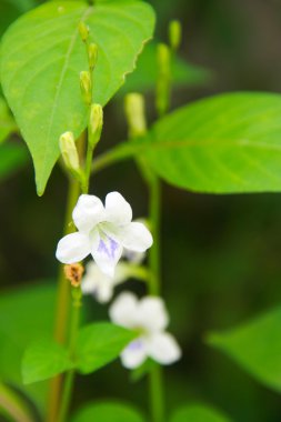 Bahçedeki beyaz çiçek