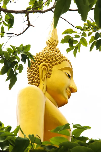 Buddha side view with tree — Stock Photo, Image