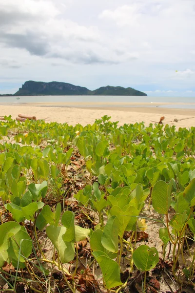 Mar Hyacinth na praia — Fotografia de Stock