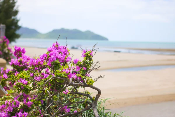 Fiore nell'ambiente della spiaggia — Foto Stock