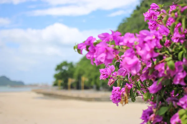 Flor en primer plano en la playa — Foto de Stock