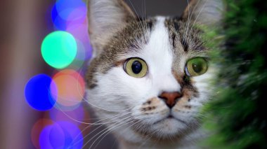 Noel süslemelerinin önünde şirin beyaz kedi var.