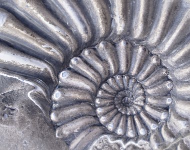 Ammonit fosil