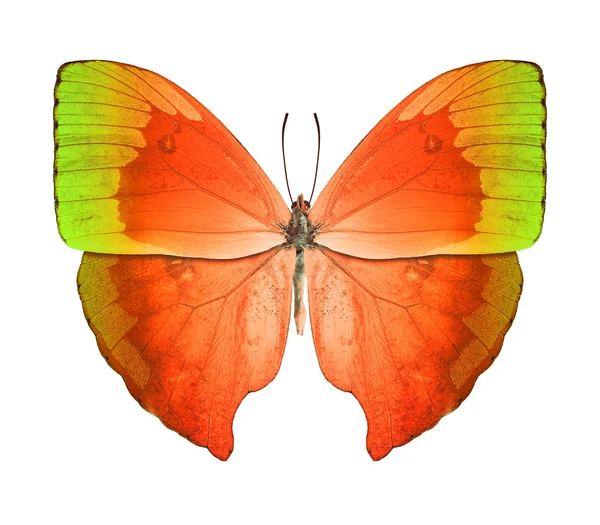 Butterfly — Stock Photo, Image