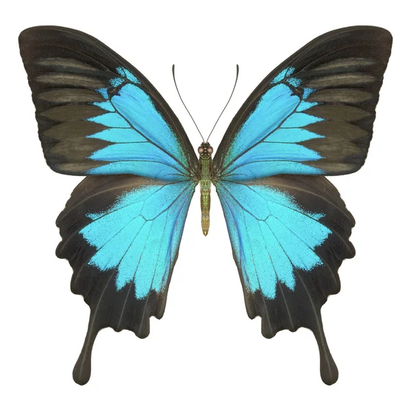 Butterfly — Stock Photo, Image