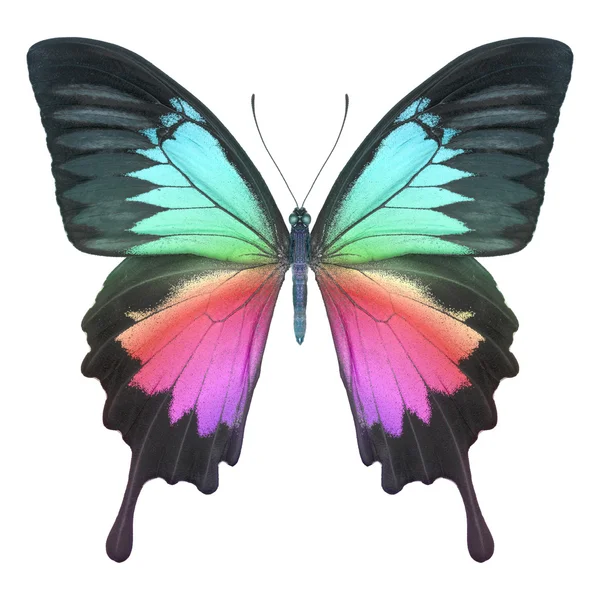 Butterfly — Stock Photo, Image