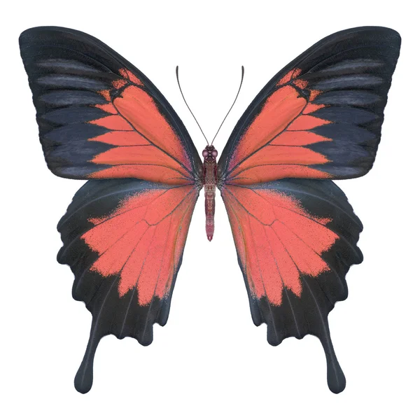 Butterfly — Stock Photo, Image