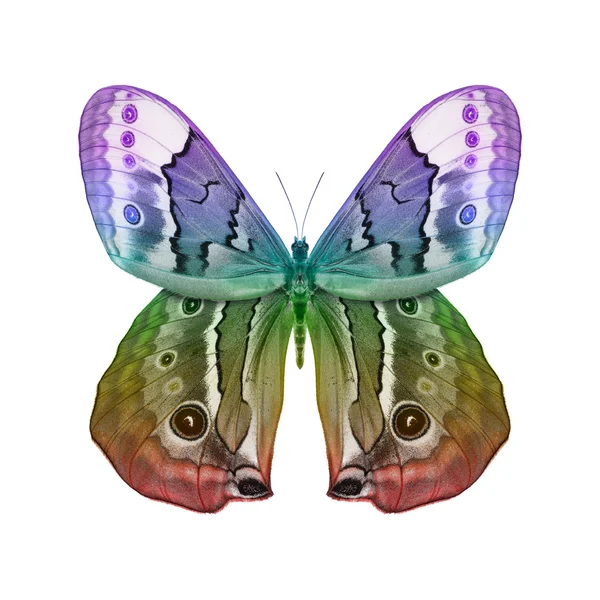 Butterfly — Stock Photo, Image