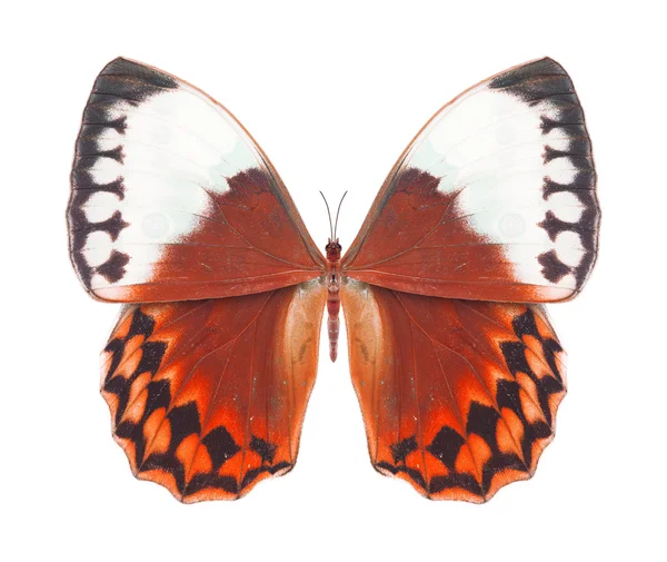 Butterfly — Stock Photo, Image