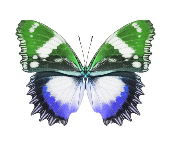 Schmetterling — Stockfoto