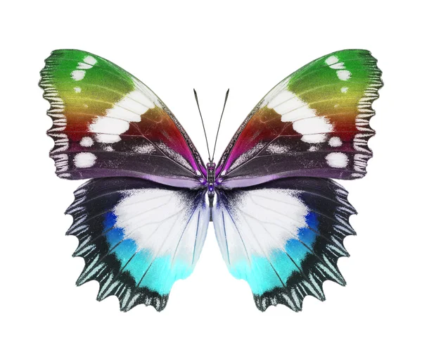 Butterfly — Stock Photo, Image