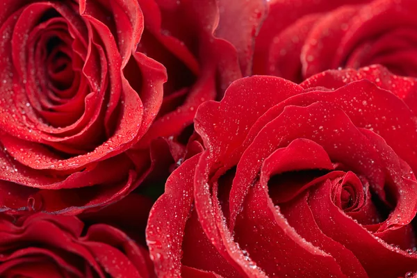 Троянди в краплі води Ліцензійні Стокові Фото