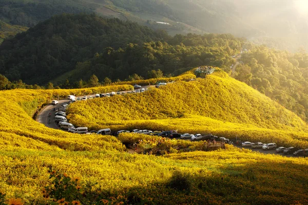 Mexican sunflower field with curve road and tourist\'s cars at Khun Yuam, Mae Hong Son, Thailand.