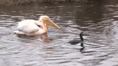 Büyük beyaz Pelikan (Pelecanus Onocrotalus) Nehri üzerinde. Portre. 4 k Ultrahd, Uhd