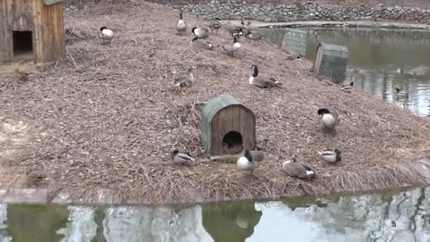 Eine große Entenfamilie auf einem Teich. Nahaufnahme. 4k ultrahd, uhd — Stockvideo