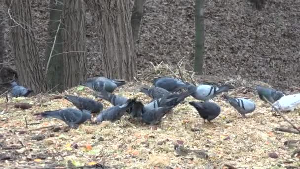 Taubenfamilie beim Essen aus nächster Nähe. 4k ultrahd, uhd — Stockvideo