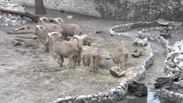 Famiglia dei Bighorn Rams. UltraHD 4K, UHD — Video Stock