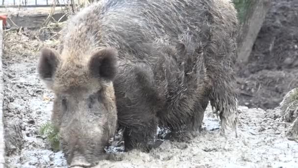 Stora grisen i absoluta lera. Närbild. 4 k Ultrahd, Uhd — Stockvideo