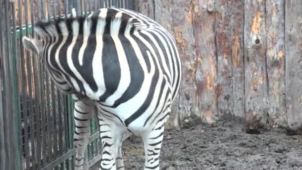 Close up van de Zebra... 4 k Ultrahd, Uhd — Stockvideo