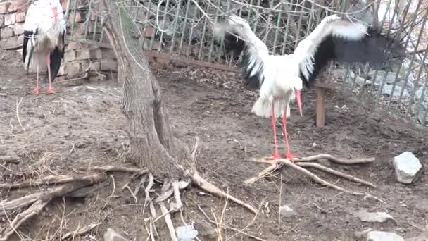 Stork nära upp, näbben fågel porträtt i naturen, sommaren, våren, djur Wildlife. 4 k Ultrahd, Uhd — Stockvideo