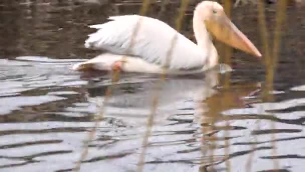 Gran Pelícano Blanco (Pelecanus Onocrotalus) en el río. Primer plano. 4K UltraHD, UHD — Vídeos de Stock