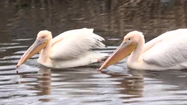 Grand pélican blanc (Pelecanus Onocrotalus) sur la rivière. Gros plan. 4K UltraHD, UHD 