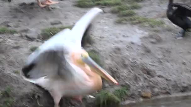 Grande Pelicano Branco (Pelecanus Onocrotalus) no rio. Fecha a porta. 4K UltraHD, UHD — Vídeo de Stock