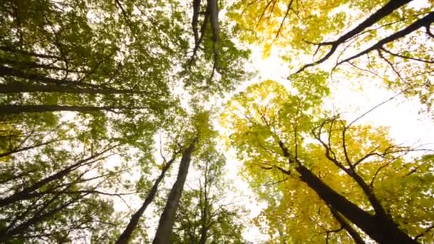 Высокий угол обзора гигантских деревьев, осенняя сцена — стоковое видео