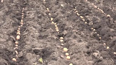 Patates tohum panorama. Traktor