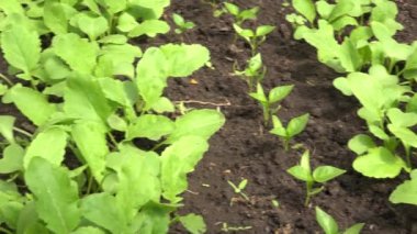 Yeşil salata satıra, Panoraming geçmek