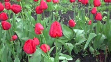 Çiğ tanesini büyü ile yağmur damlaları sonra nazik Tulipes