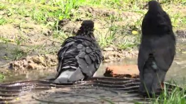 Güvercin yıkama azıyorum kanalizasyon