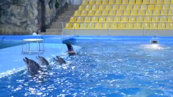 Delfines entrenados nadando en agua azul, Primer plano — Vídeo de stock
