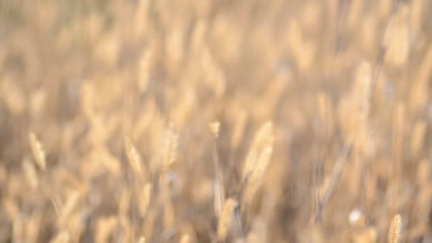 Herbe floue sèche avec mouvement de mise au point à travers la scène 