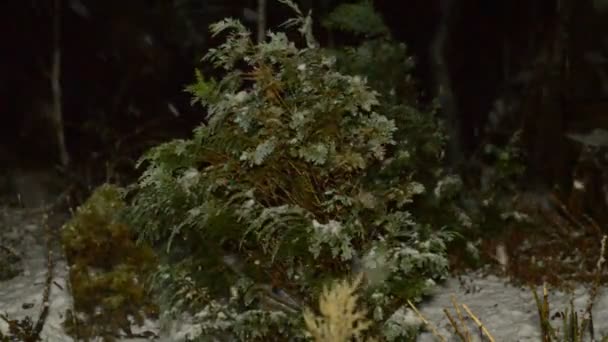 Flocons de neige tombent la nuit — Video