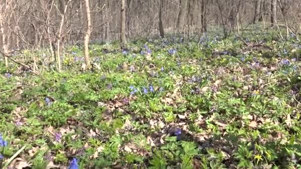 Blue Colorful Snowdrop in Early Spring Forest — Stock Video