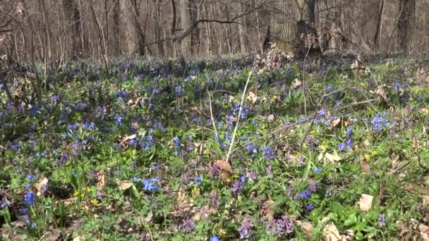 Blue Colorful Snowdrop in Early Spring Forest (em inglês). 4K UltraHD, UHD — Vídeo de Stock